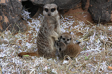 Hope with her two babies